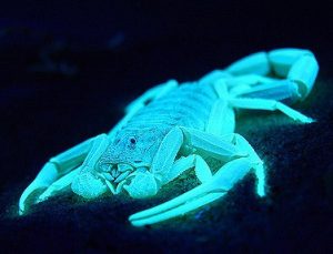 How Do Object Glow in the Dark?